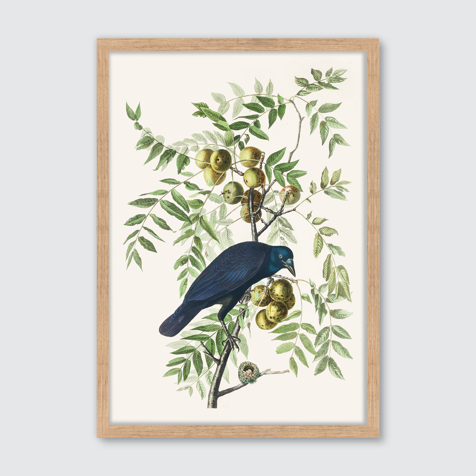 American Crow