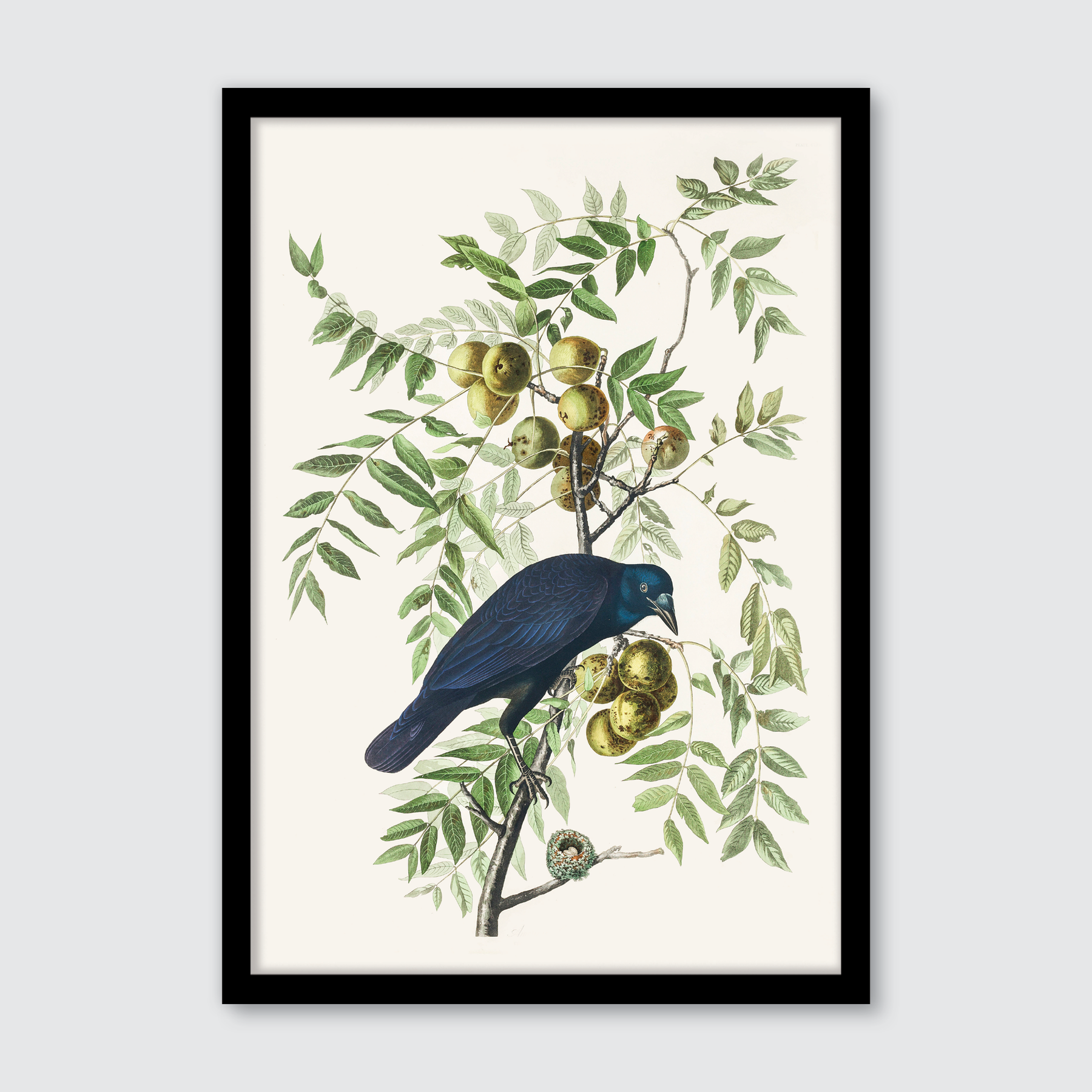 American Crow