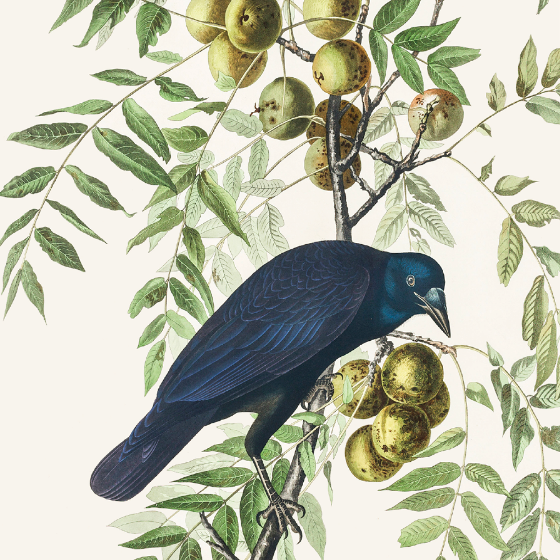 American Crow