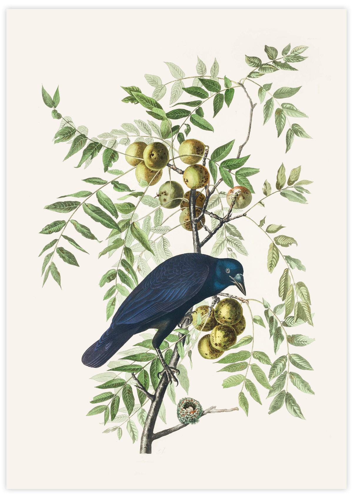 American Crow