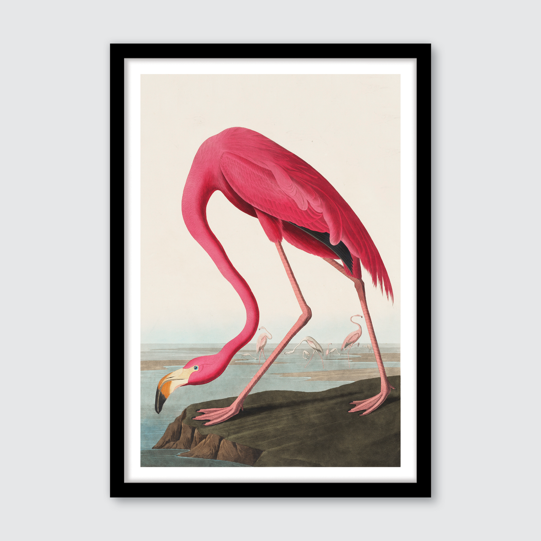 American Flamingo