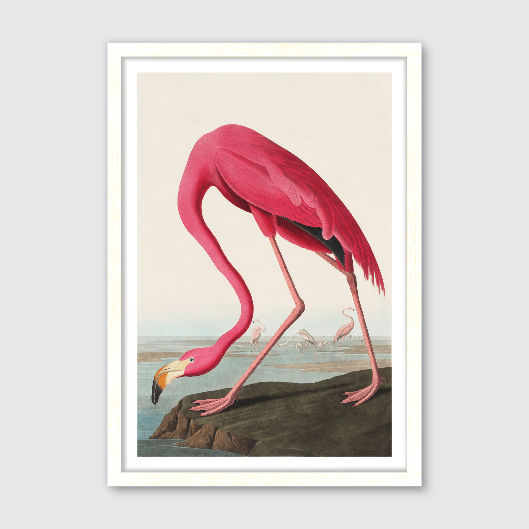 American Flamingo