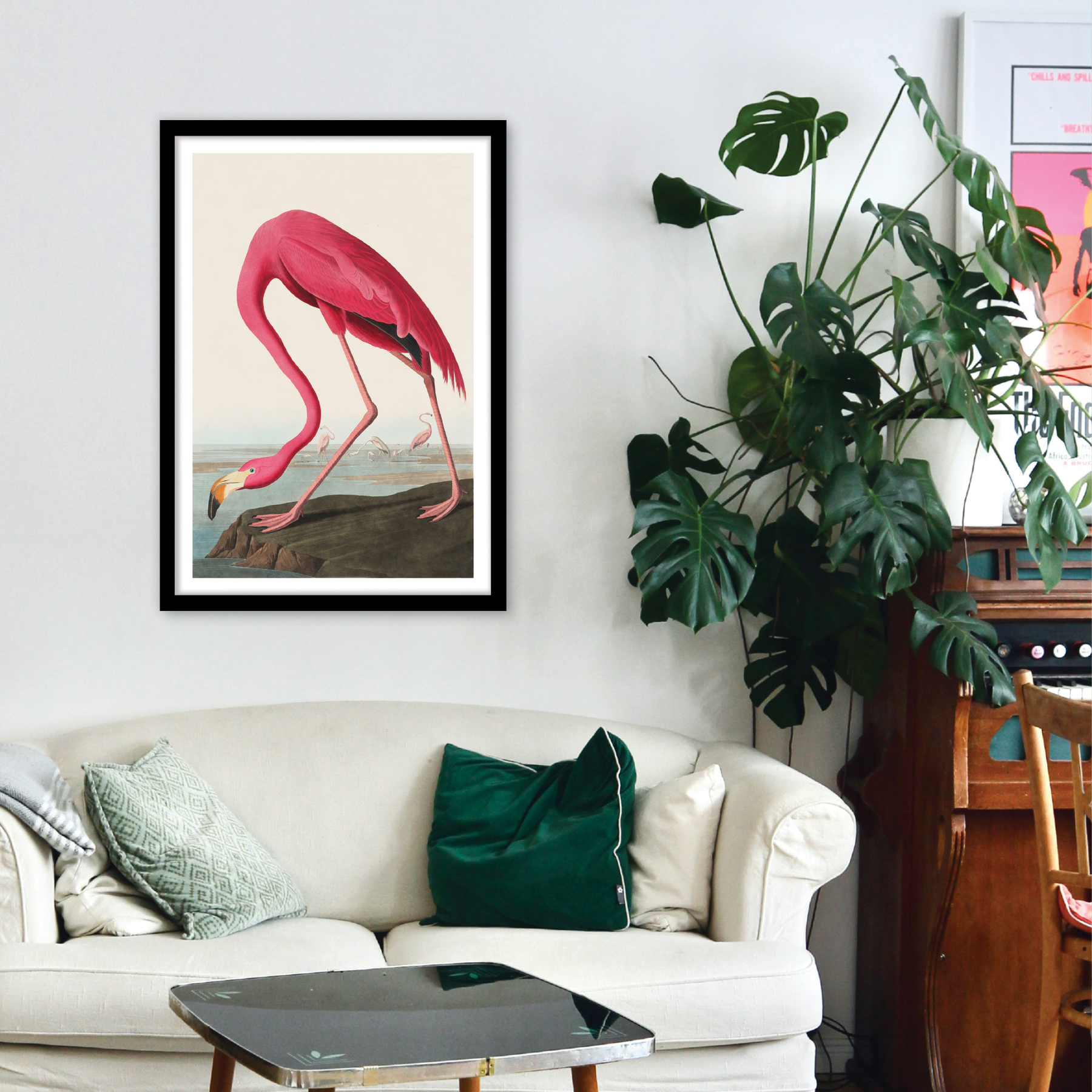 American Flamingo