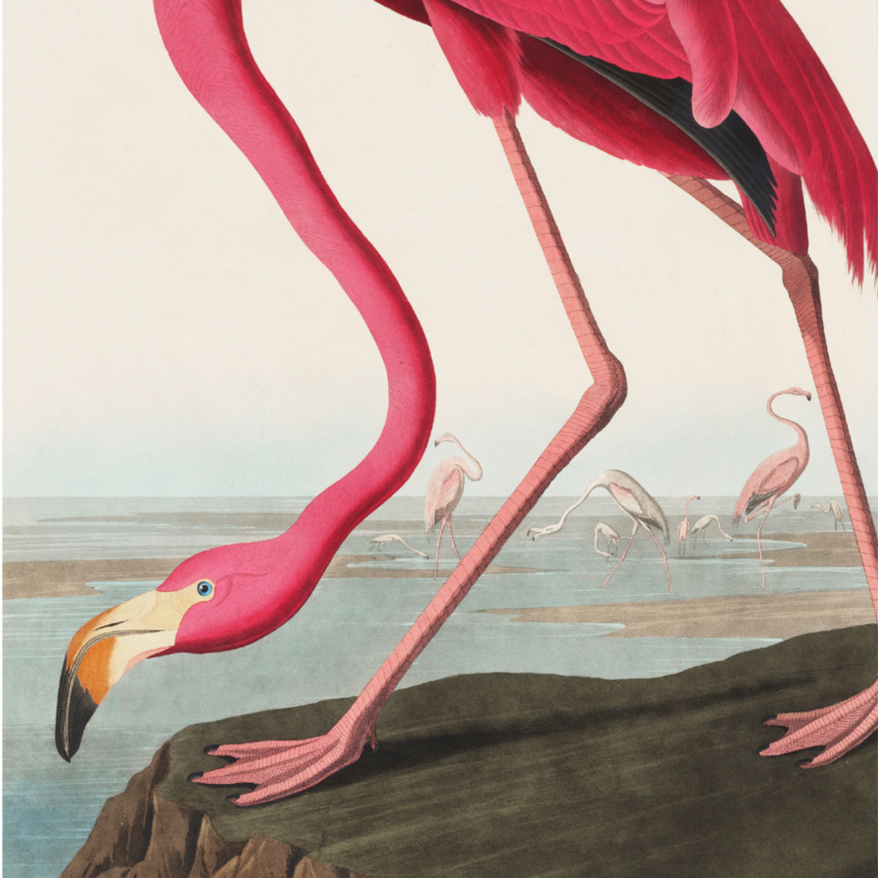 American Flamingo