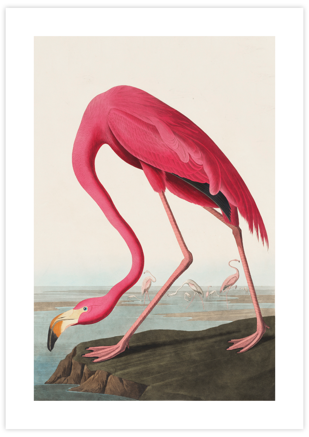 American Flamingo