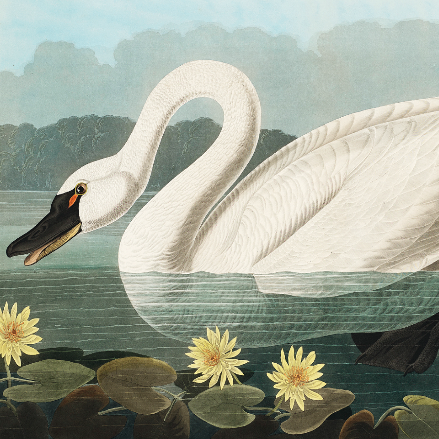 American Swan