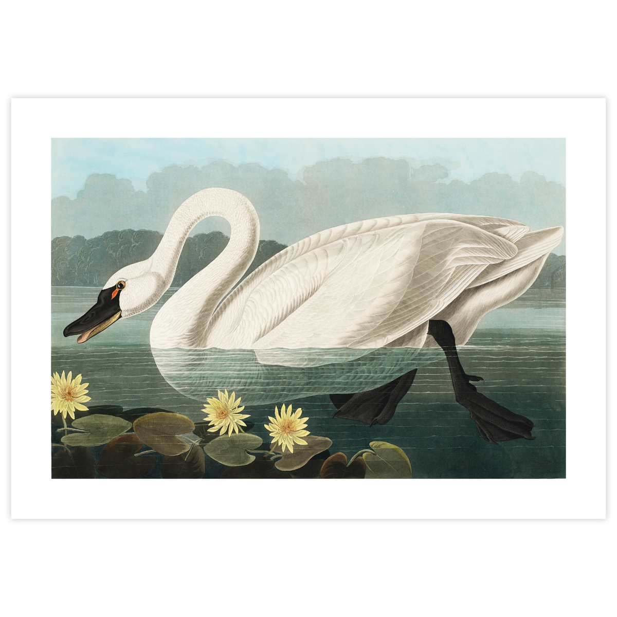 American Swan