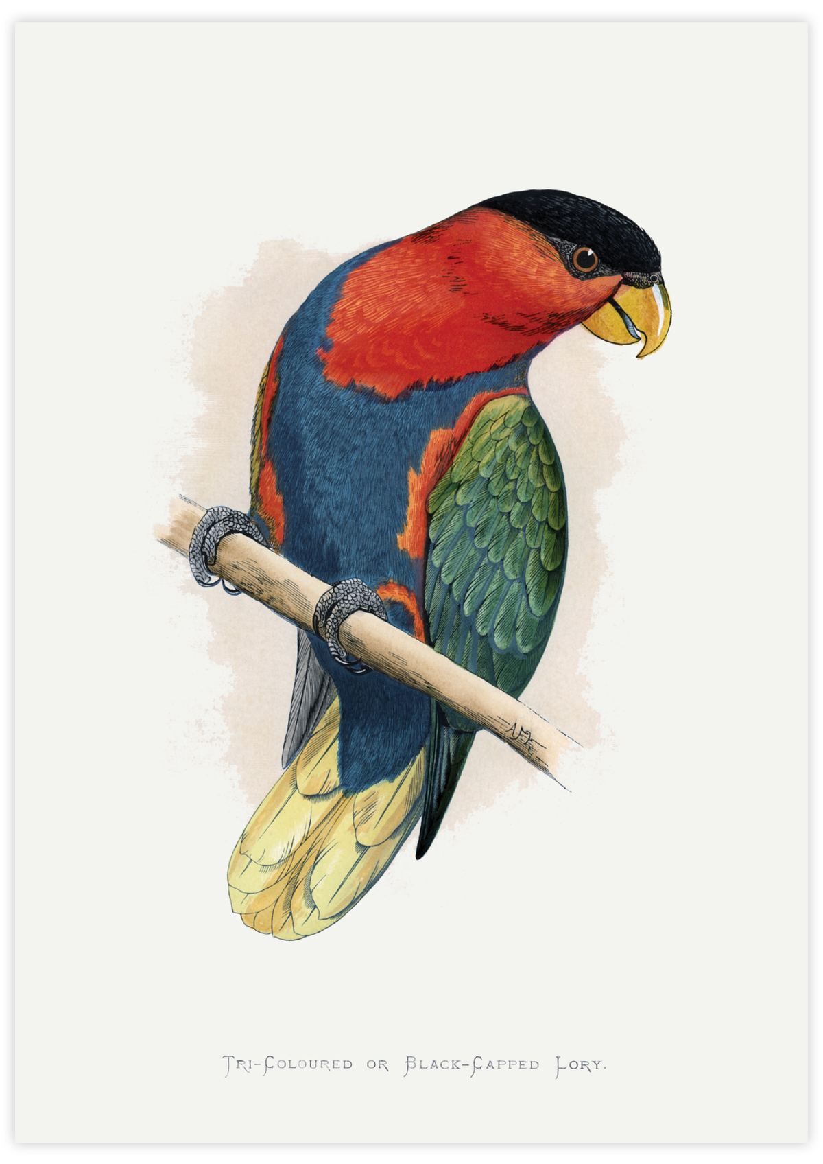 Black-Capped Lory