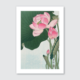 Blooming Lotus Flowers