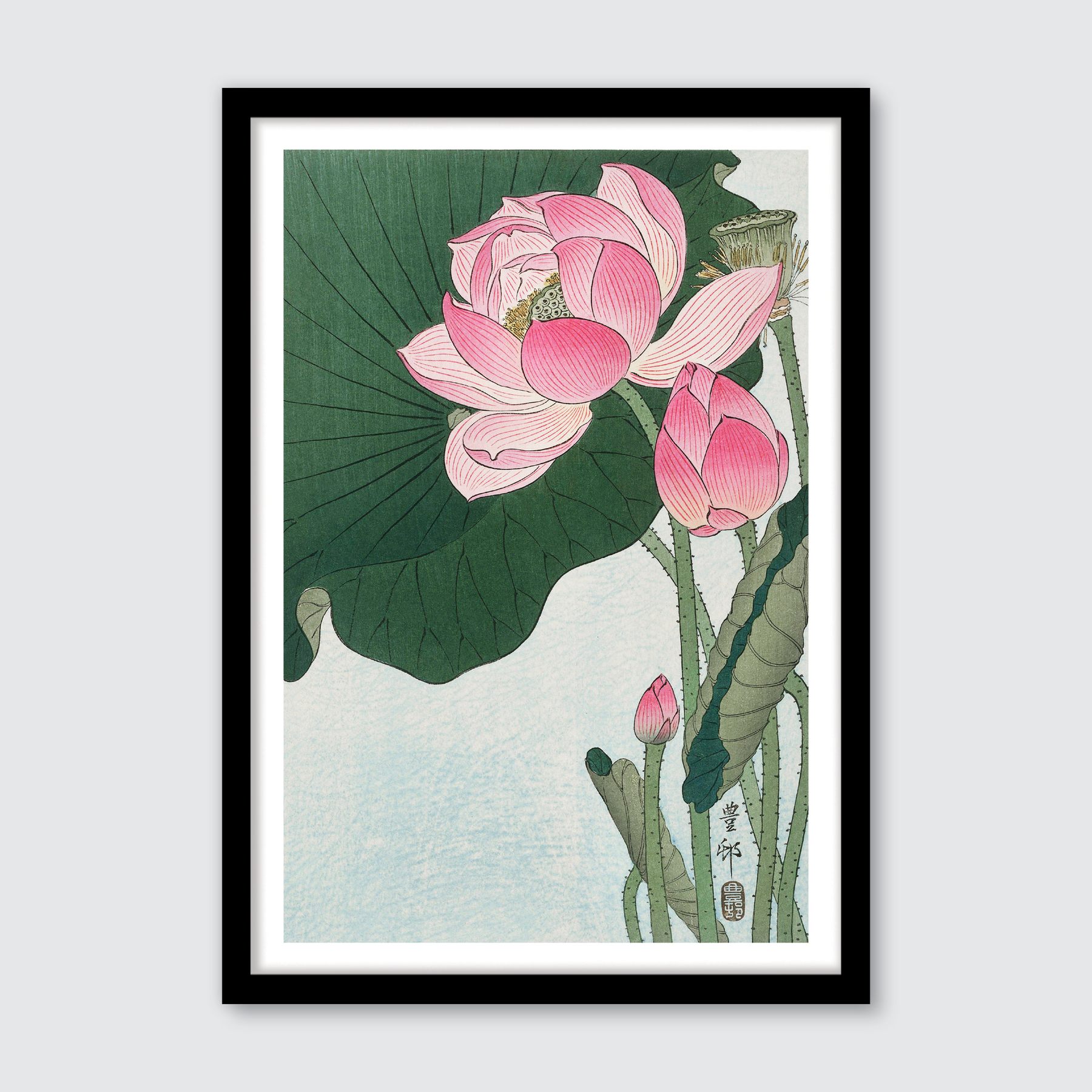 Blooming Lotus Flowers