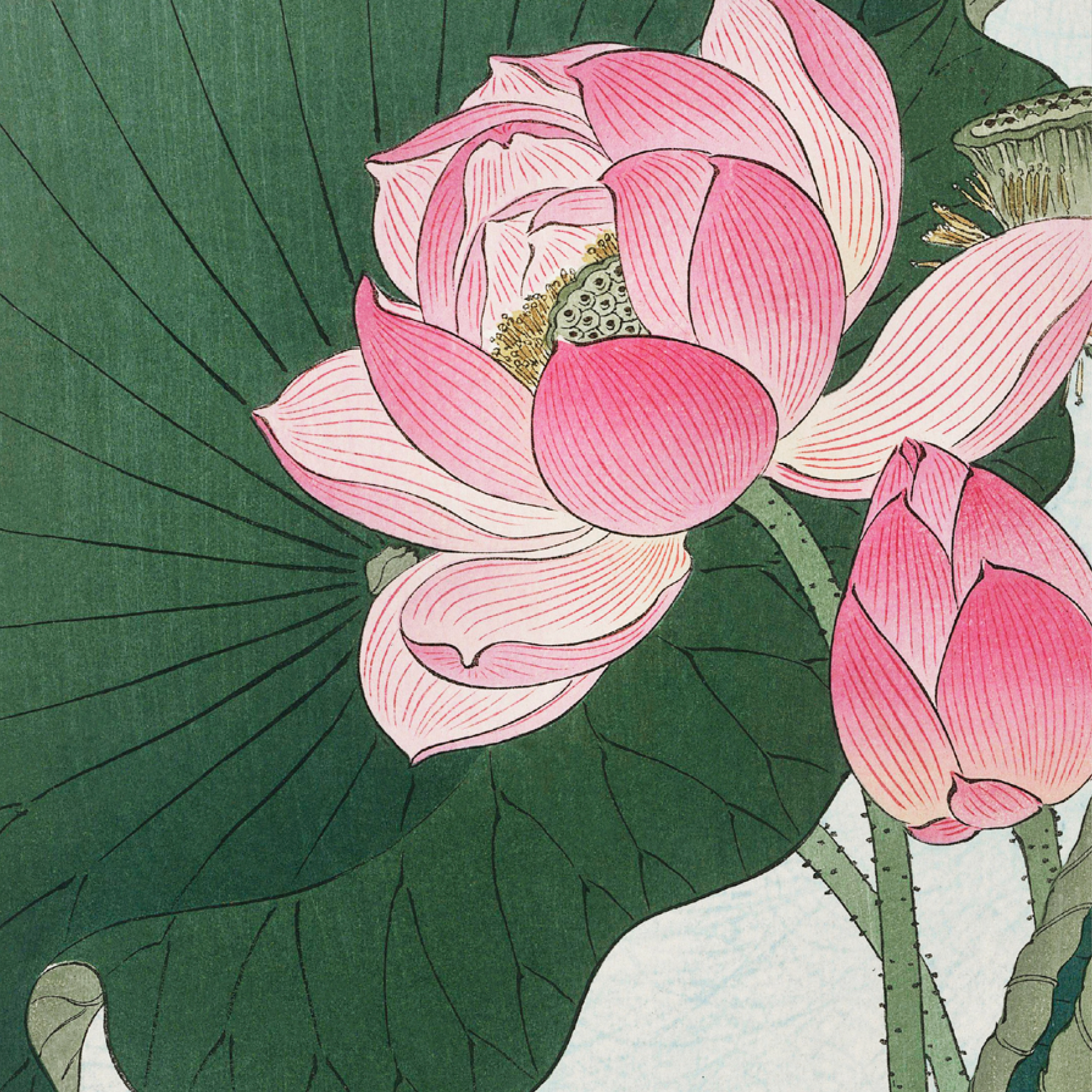 Blooming Lotus Flowers