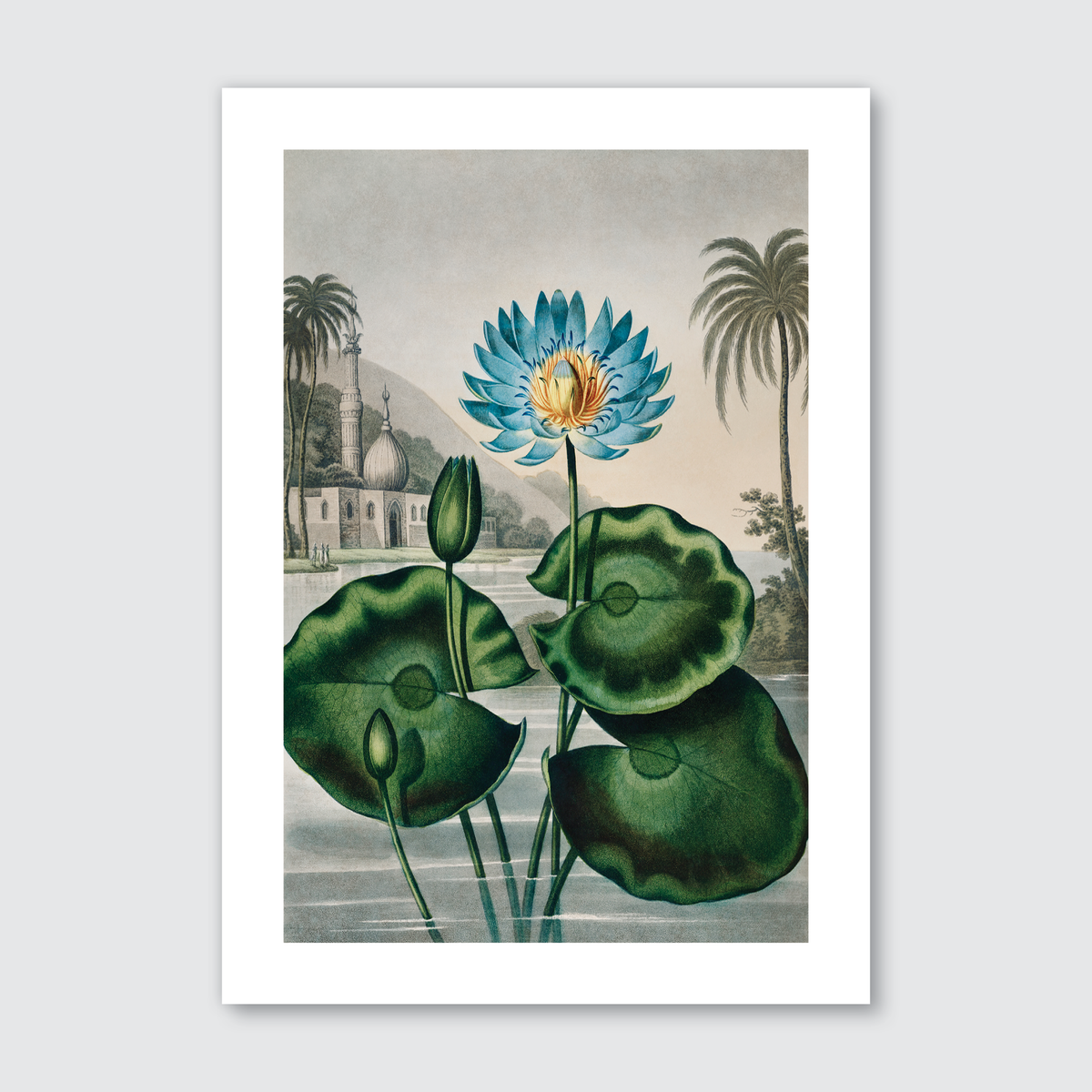 Blue Egyptian Water Lily (1807)