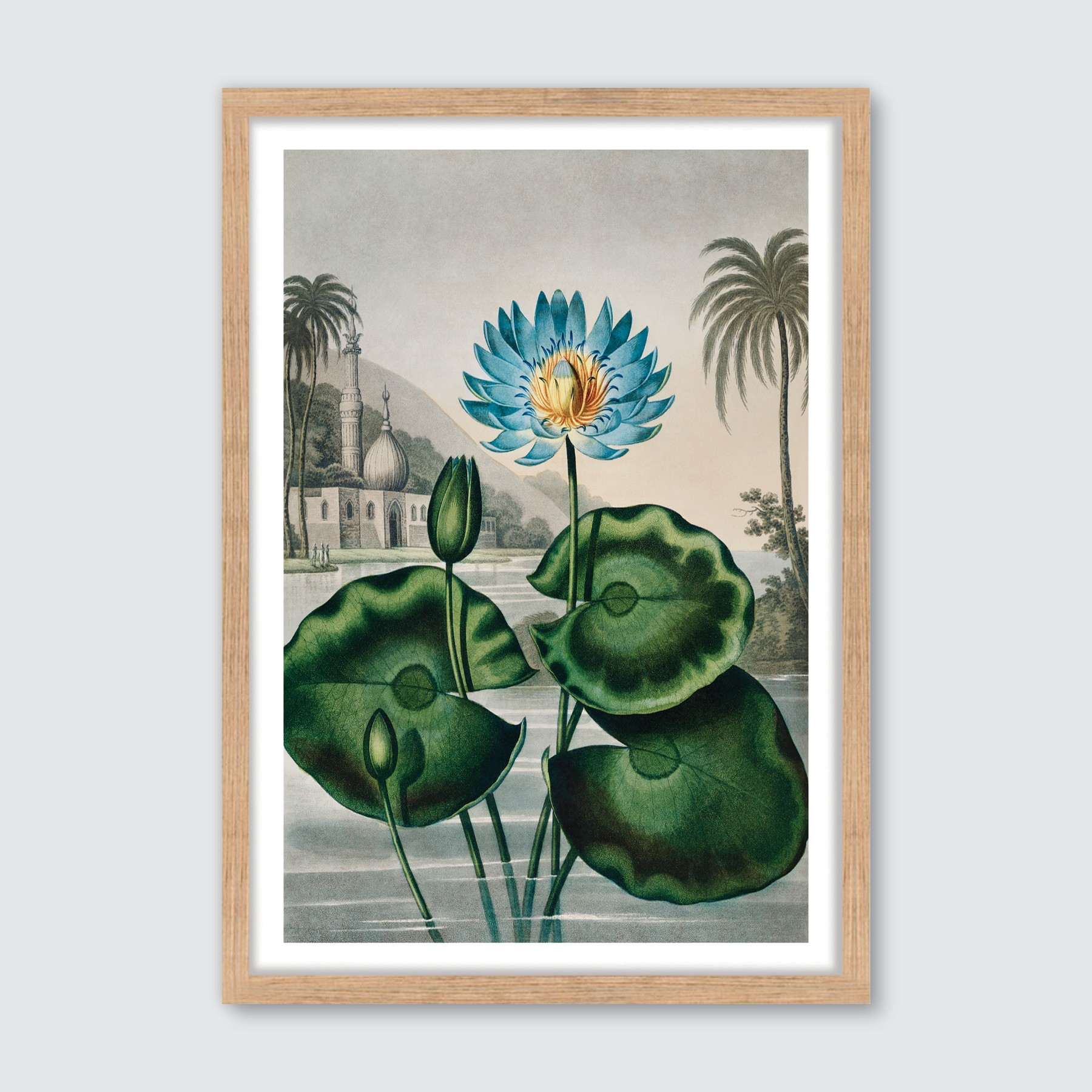 Blue Egyptian Water Lily (1807)