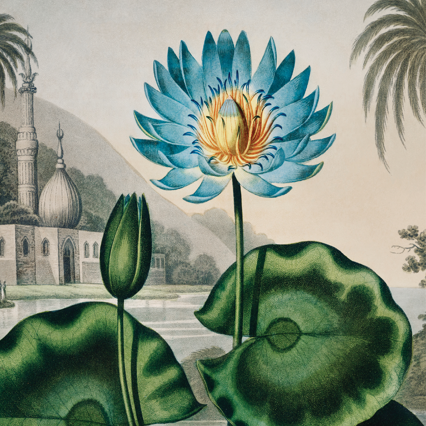 Blue Egyptian Water Lily (1807)