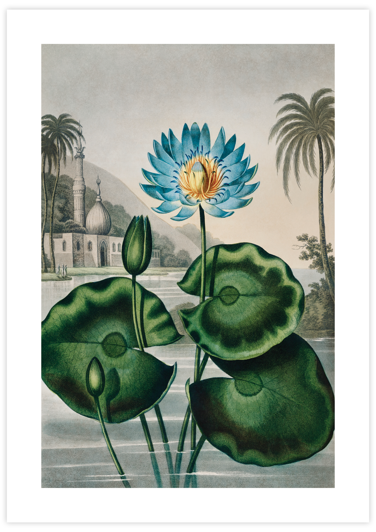 Blue Egyptian Water Lily (1807)