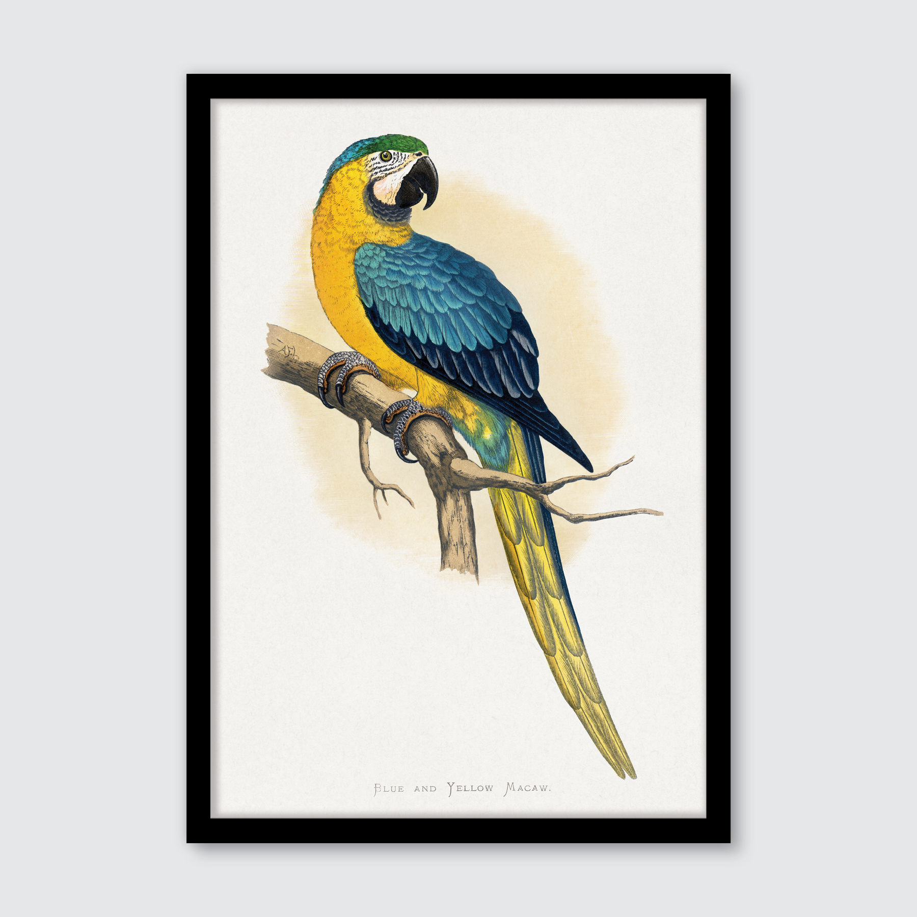 Blue & Yellow Macaw