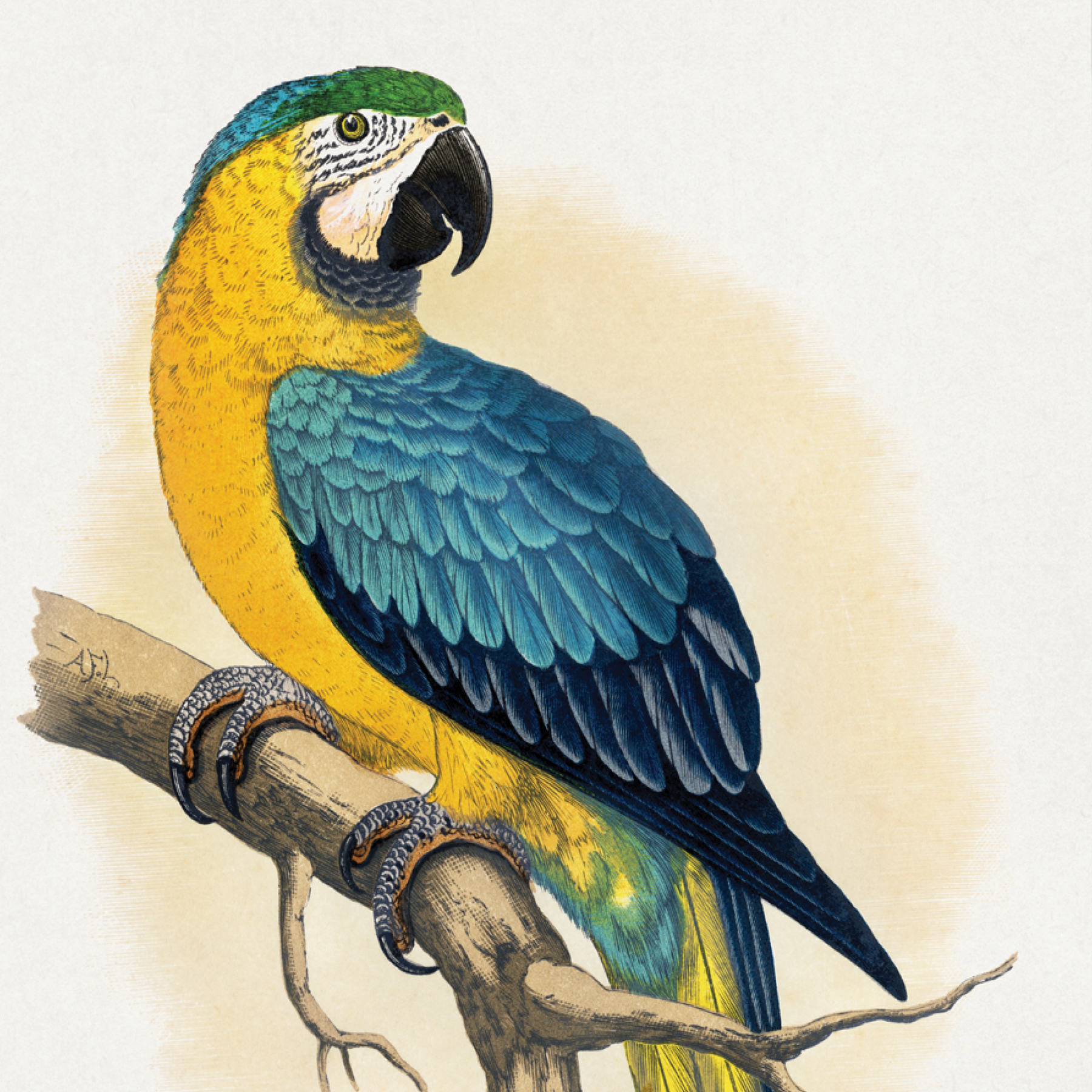 Blue & Yellow Macaw