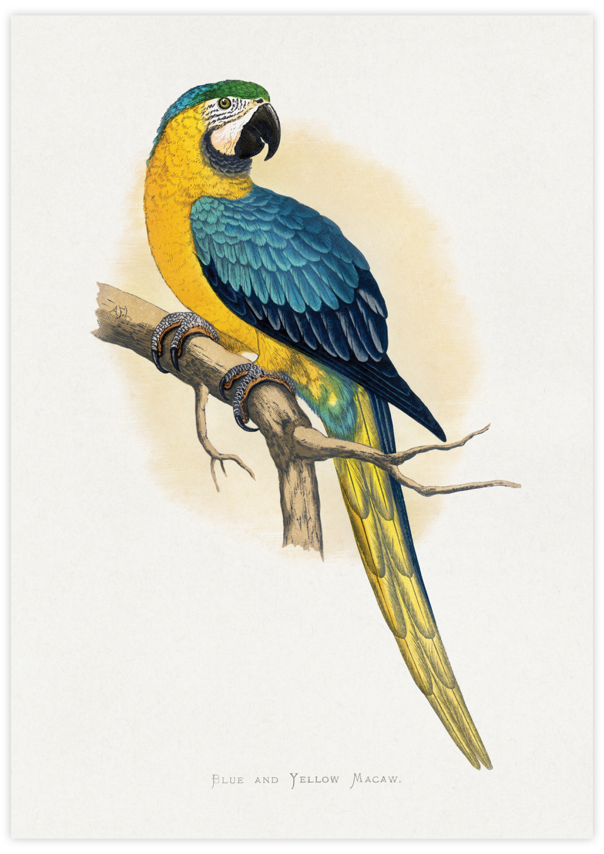 Blue & Yellow Macaw