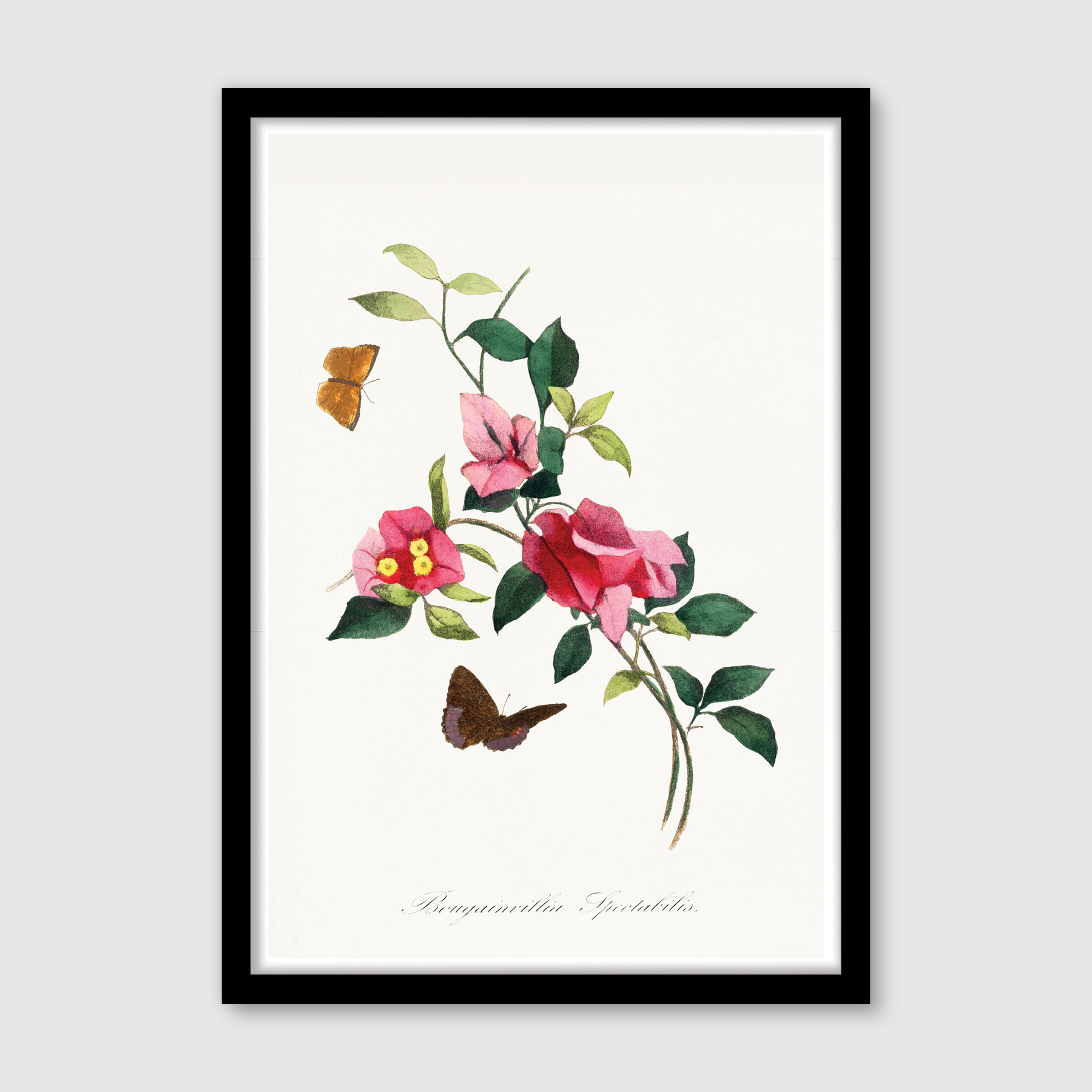 Bougainvillea Flower