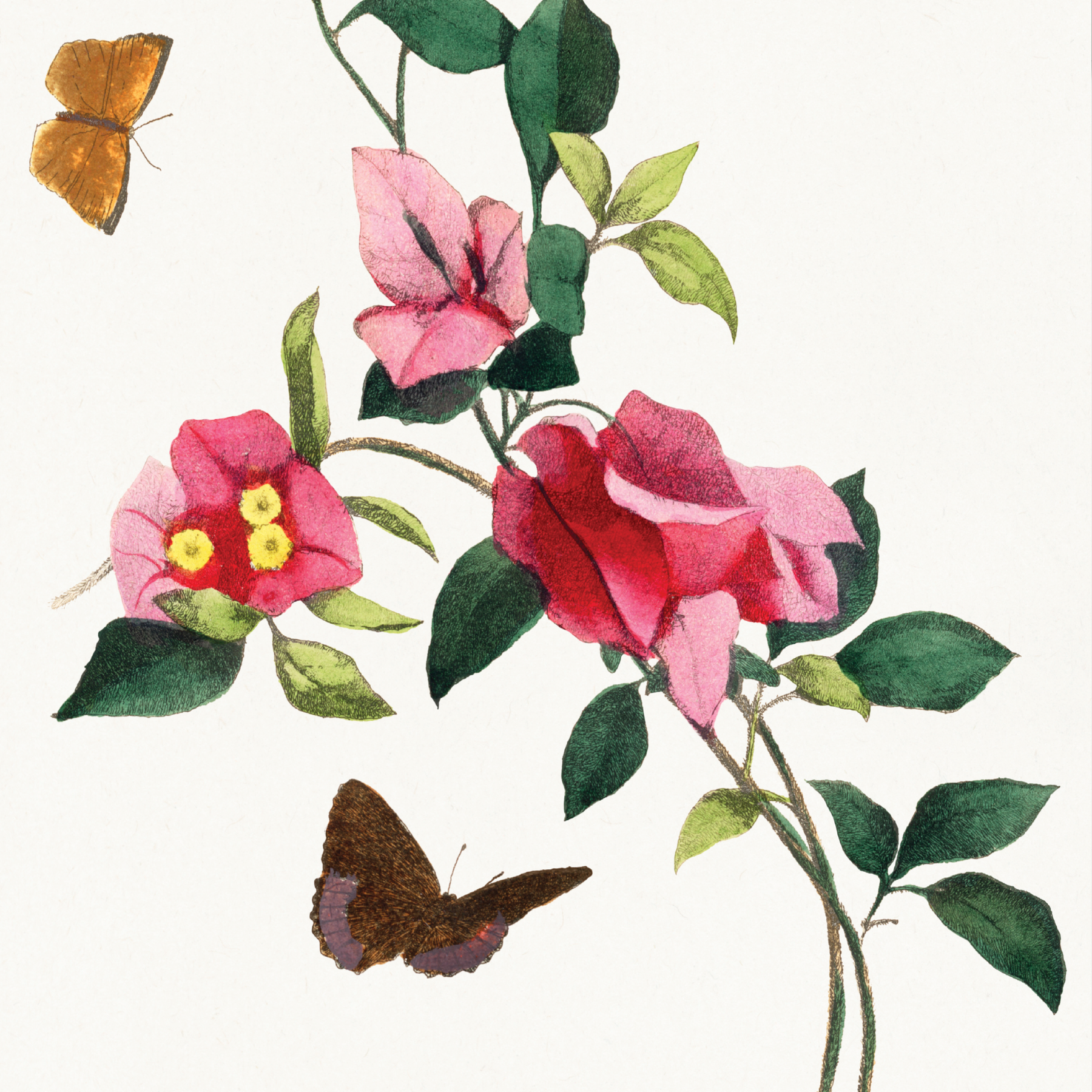Bougainvillea Flower