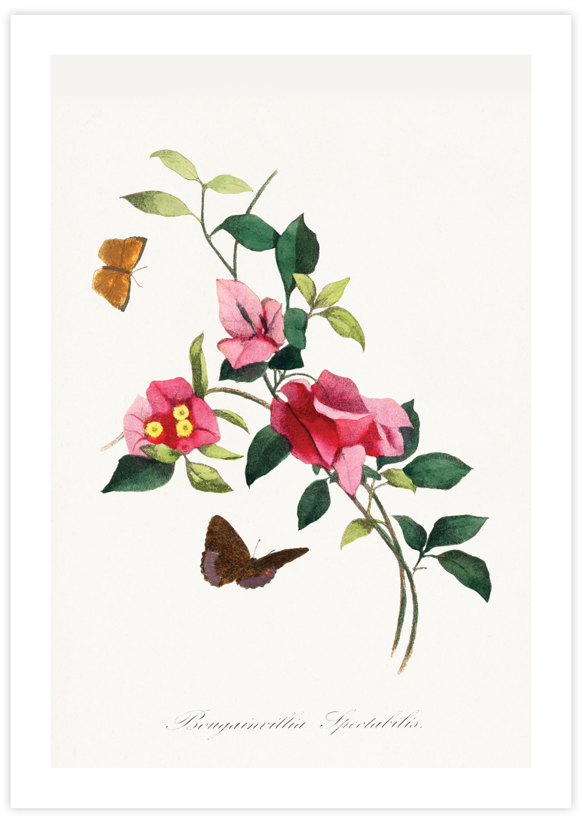 Bougainvillea Flower
