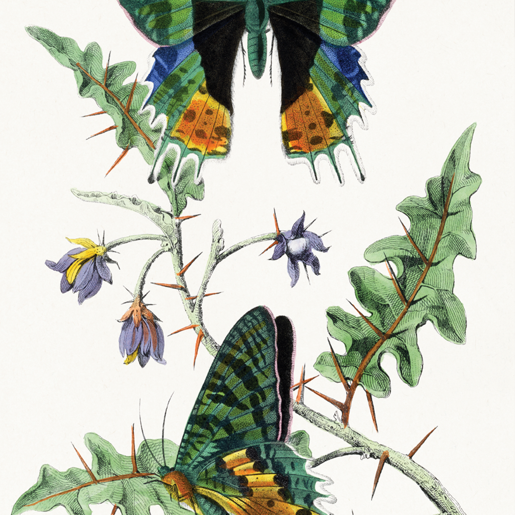 Butterfly