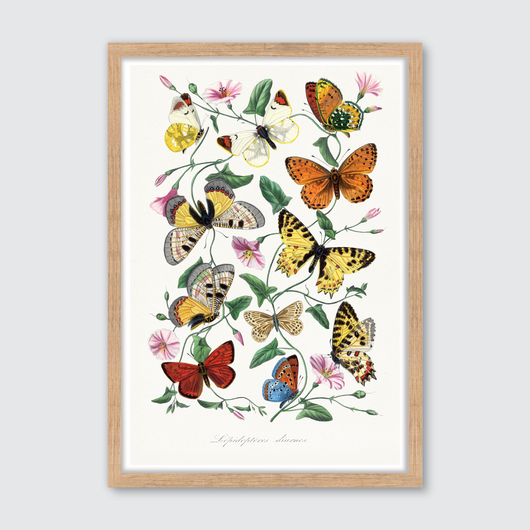 Butterfly & Moth