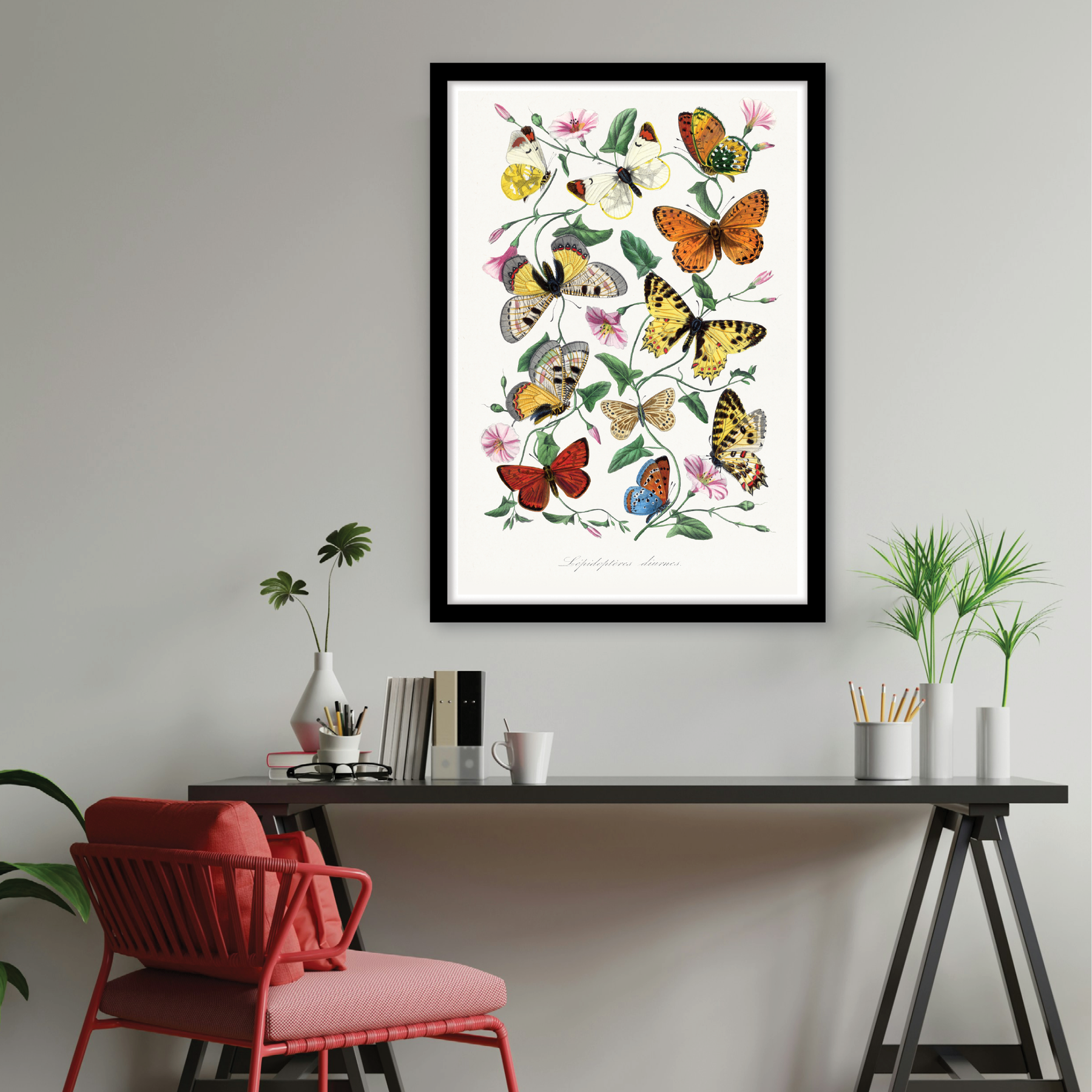Butterfly & Moth
