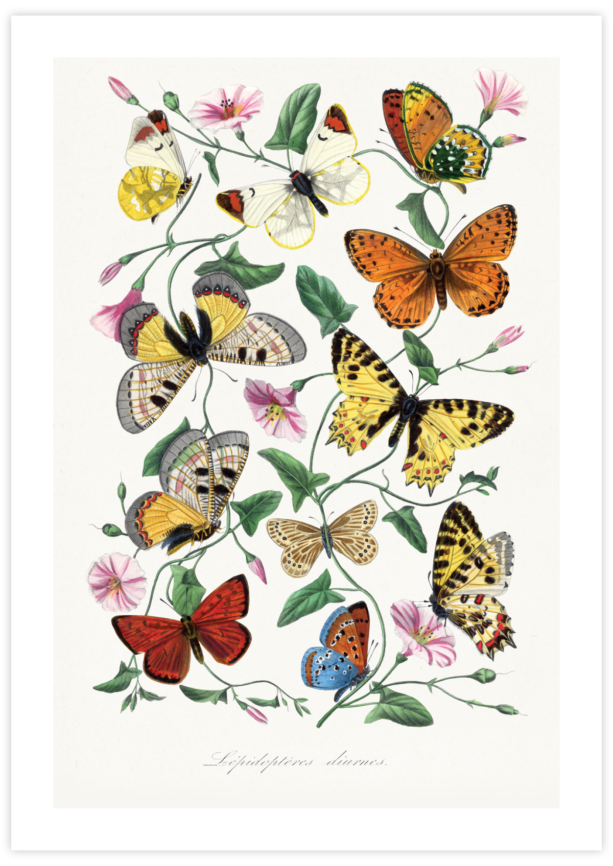 Butterfly & Moth