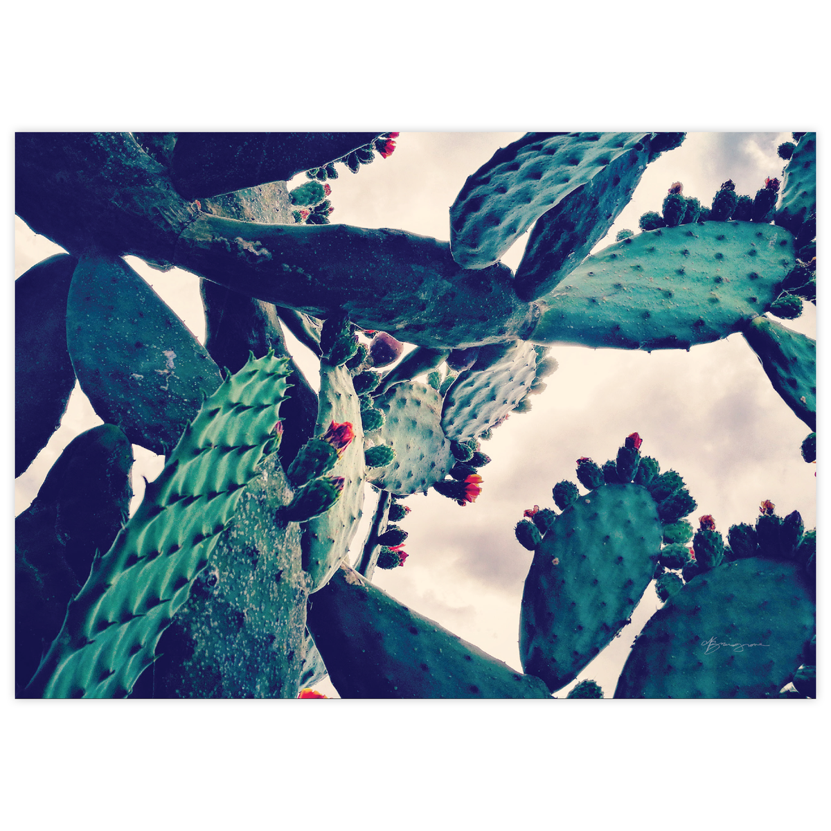 Cacti Heaven