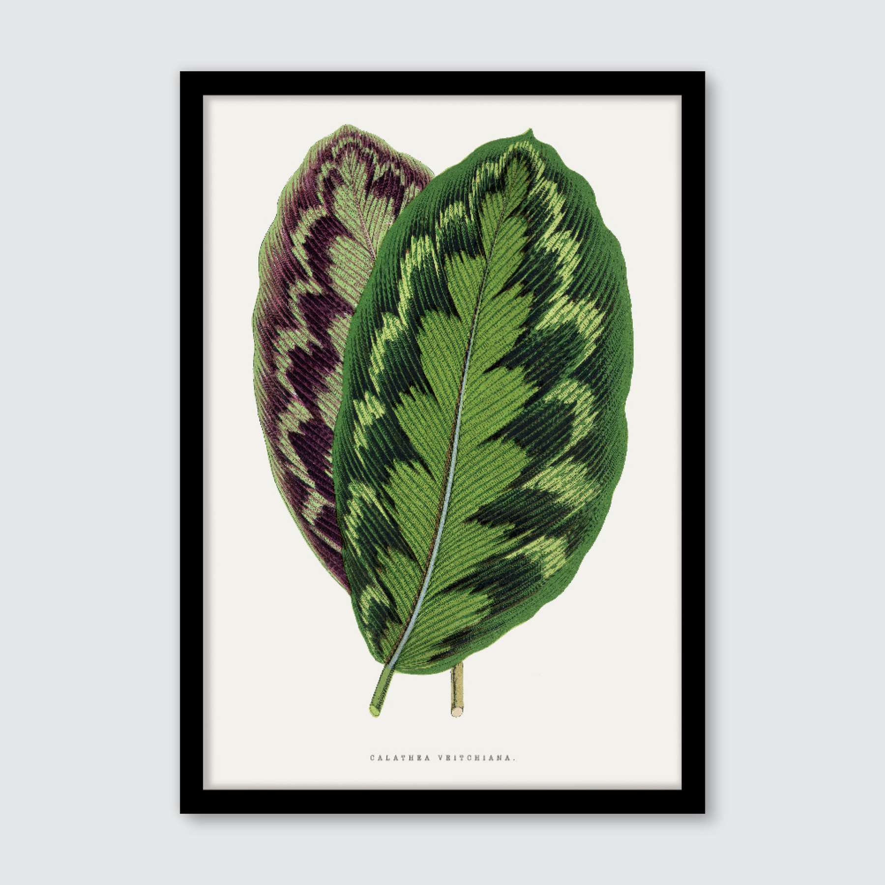 Calathea Veitchiana