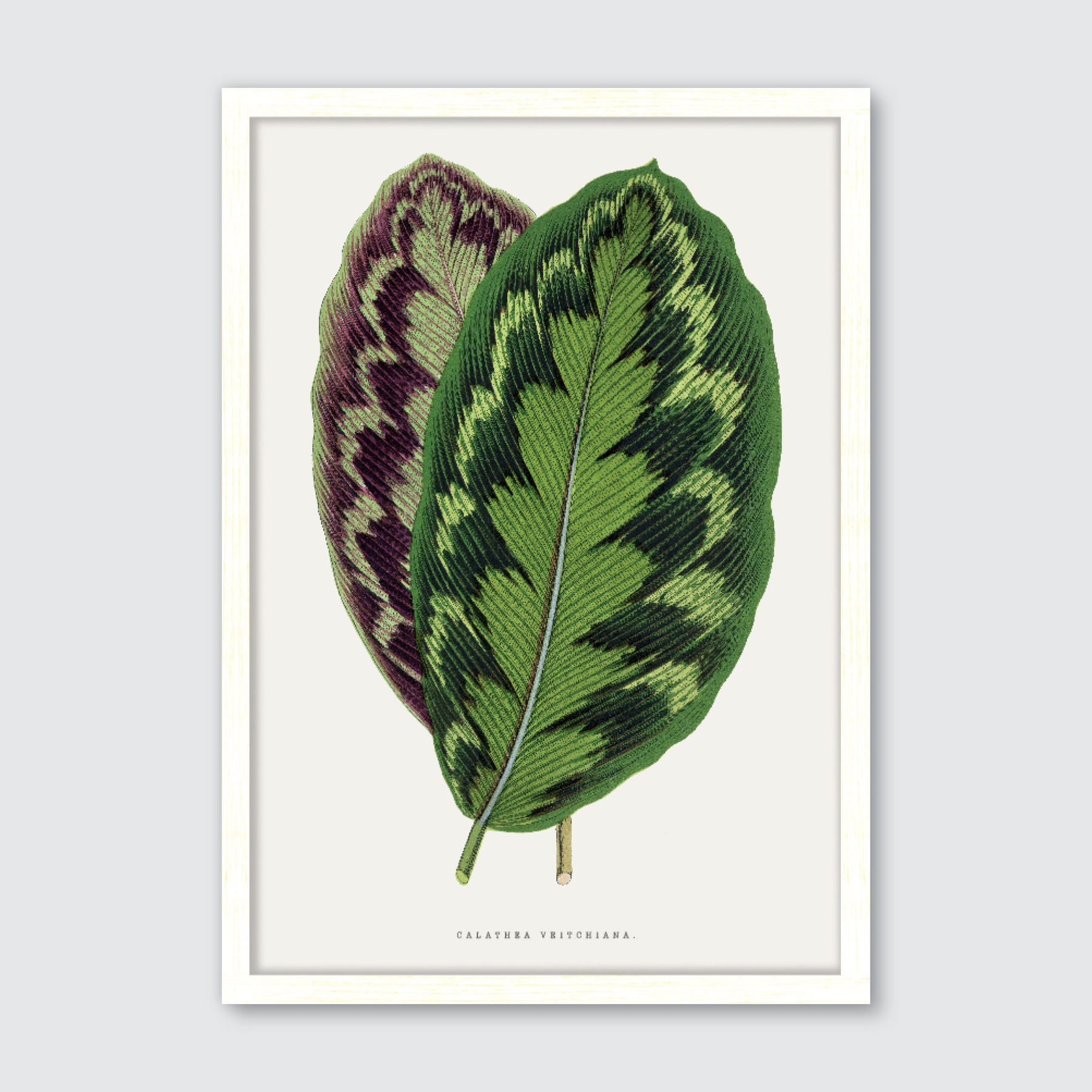 Calathea Veitchiana