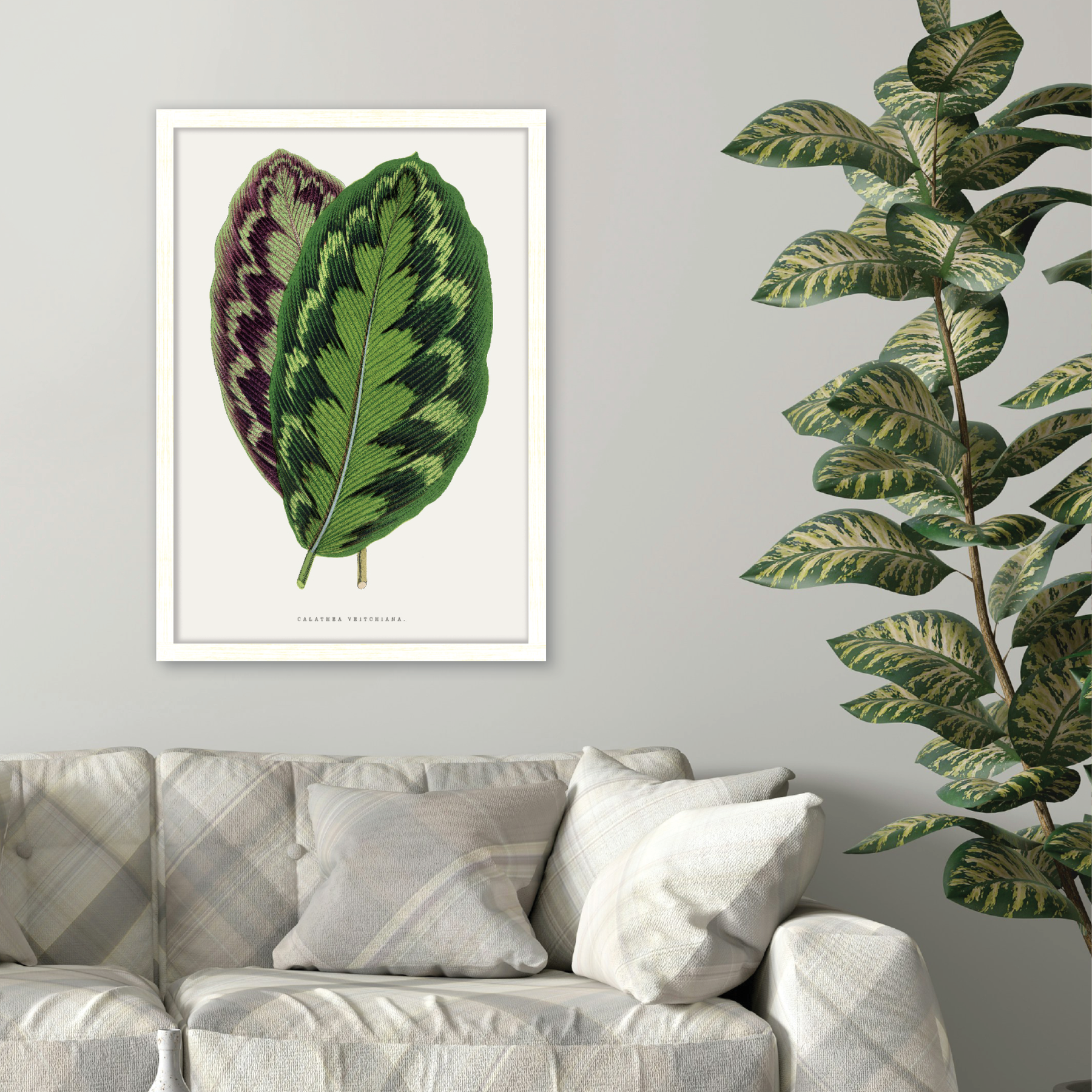 Calathea Veitchiana