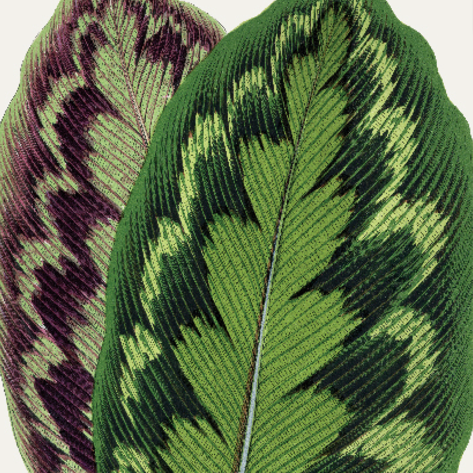 Calathea Veitchiana