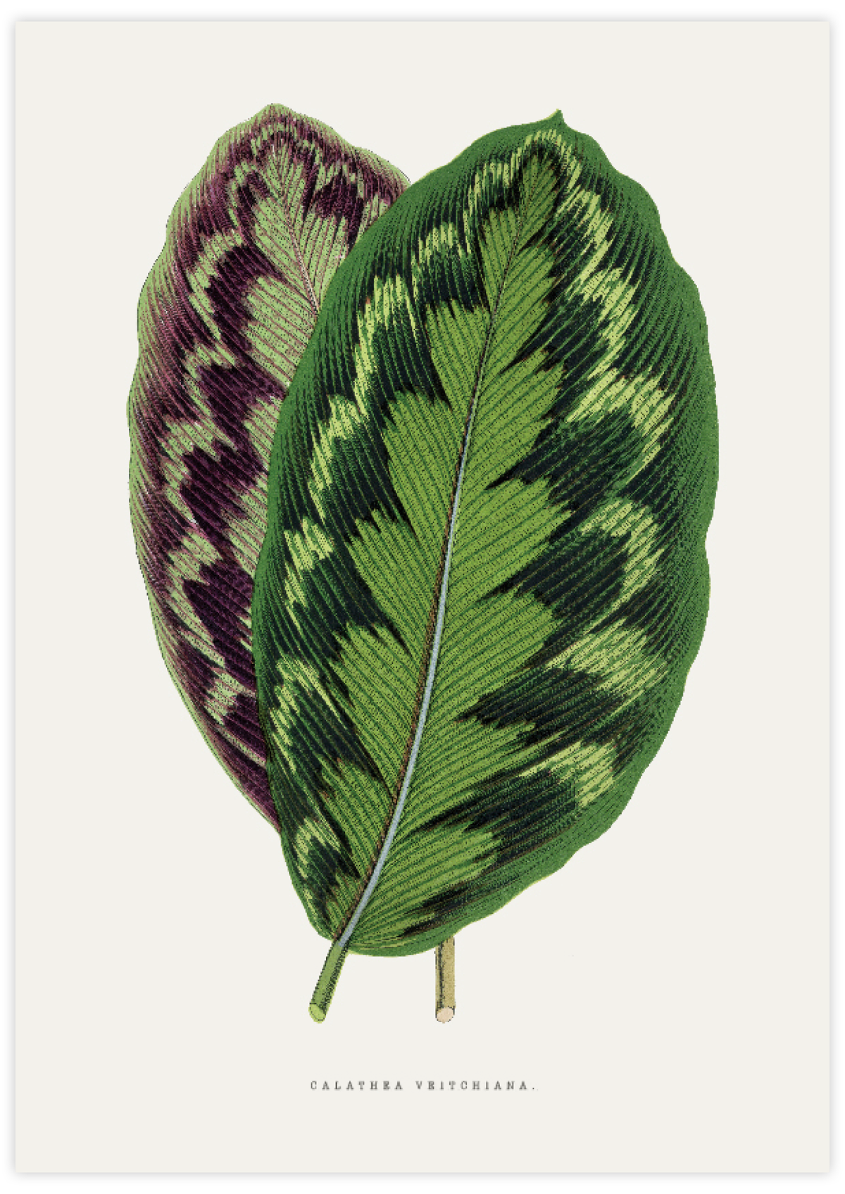 Calathea Veitchiana