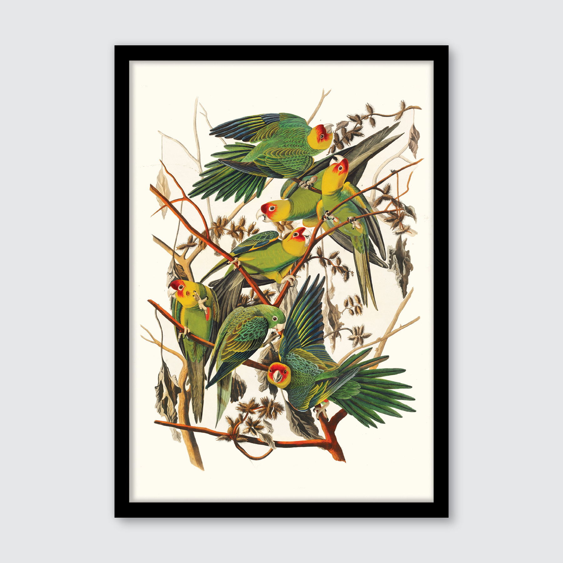 Carolina Parrot