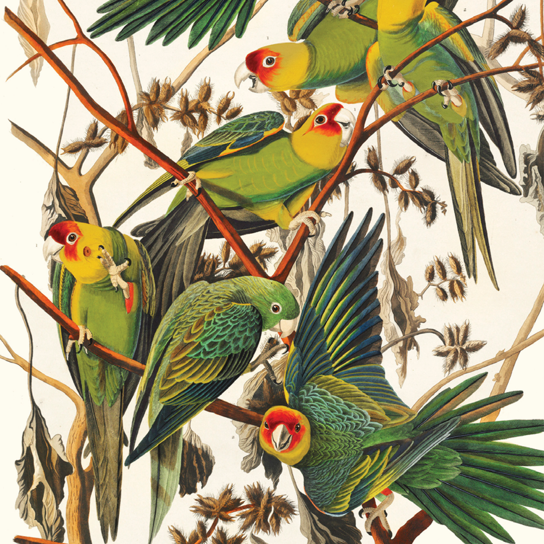 Carolina Parrot