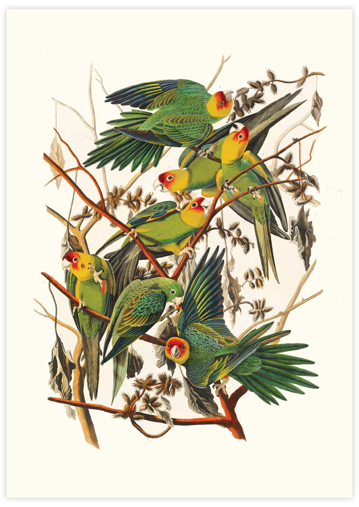 Carolina Parrot