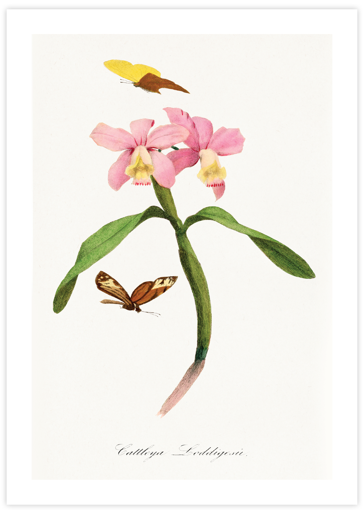 Cattleya Orchids