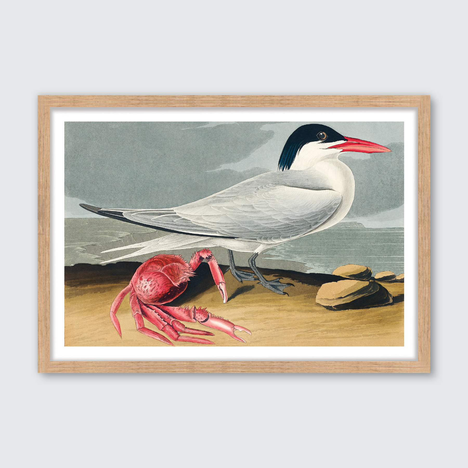 Cayenne Tern