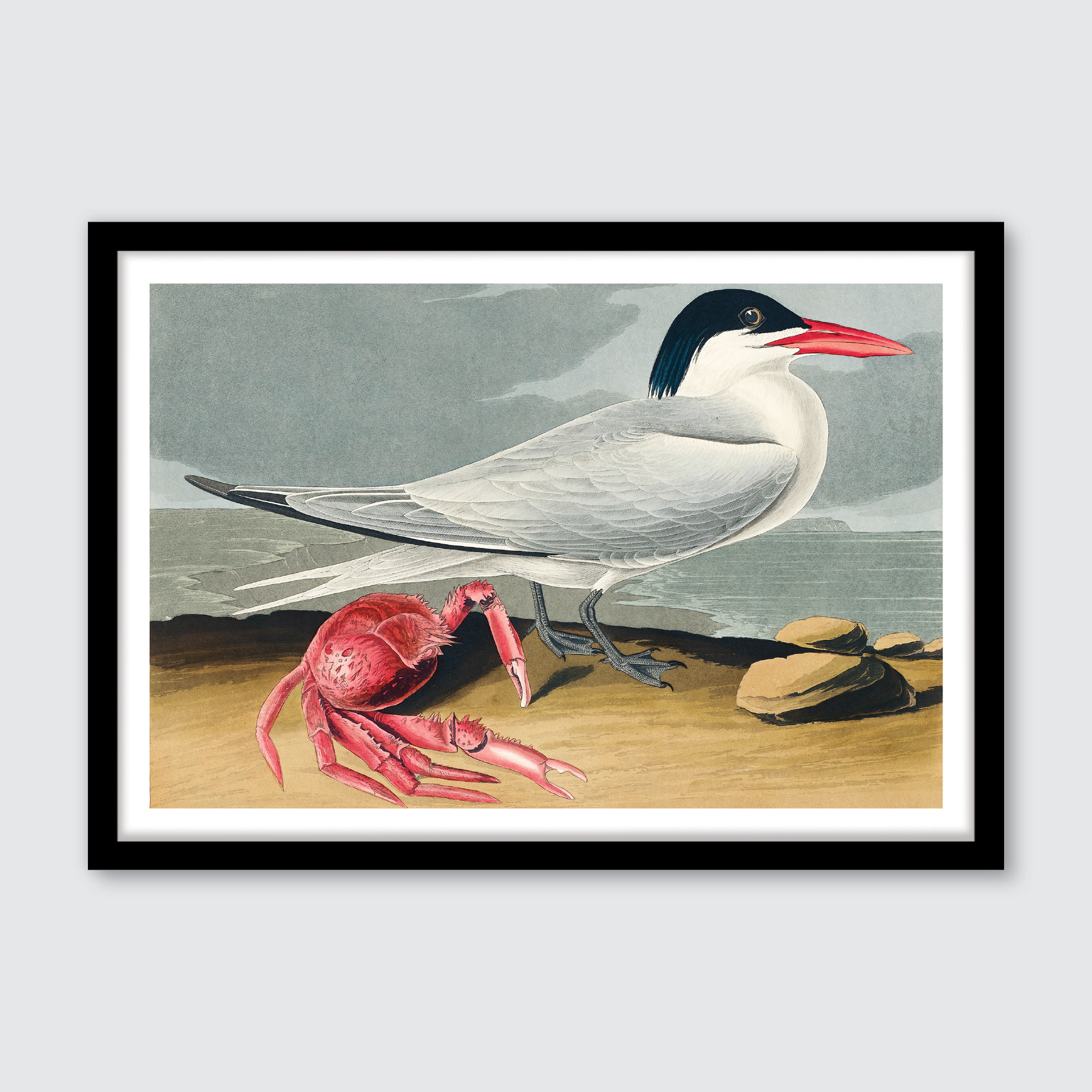 Cayenne Tern