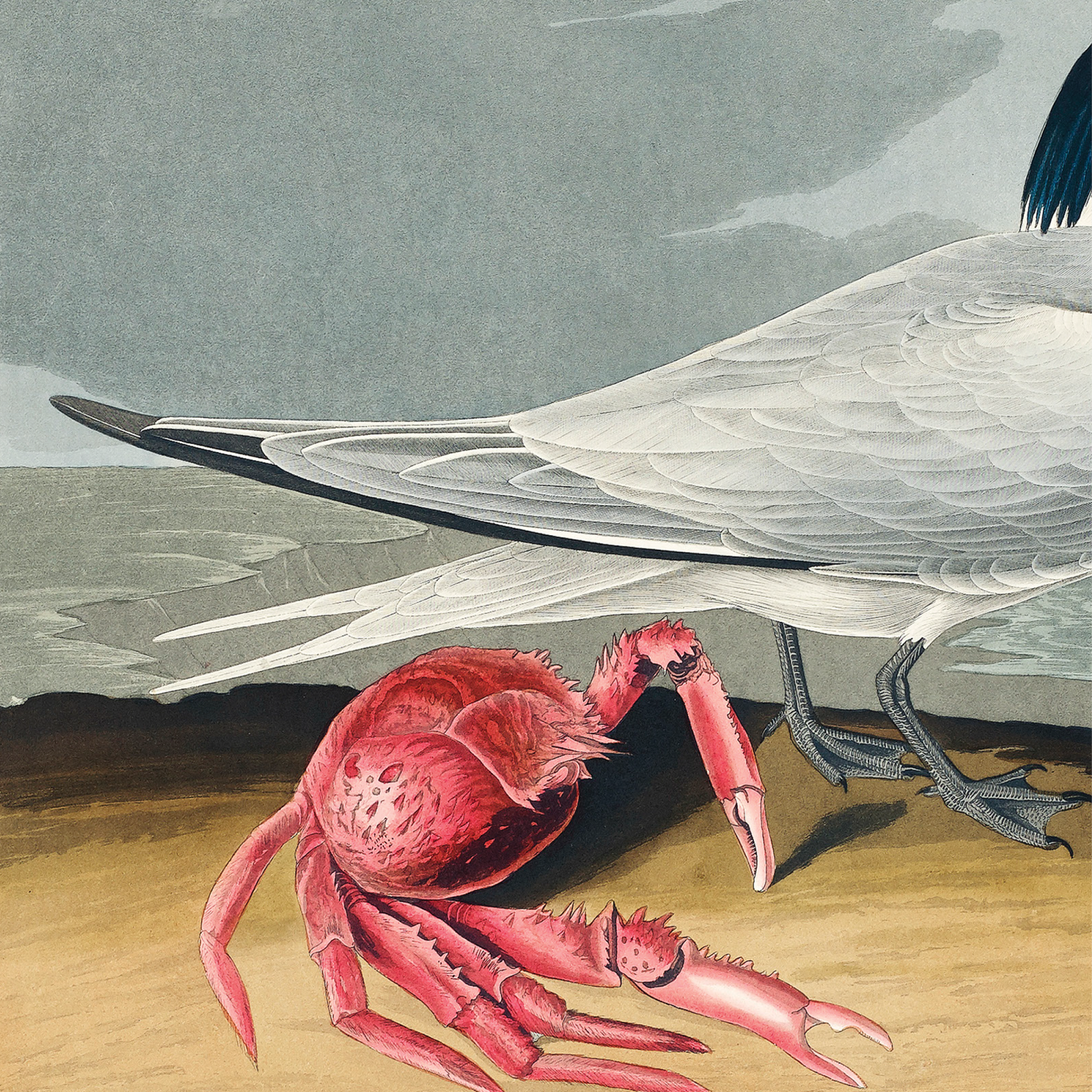 Cayenne Tern