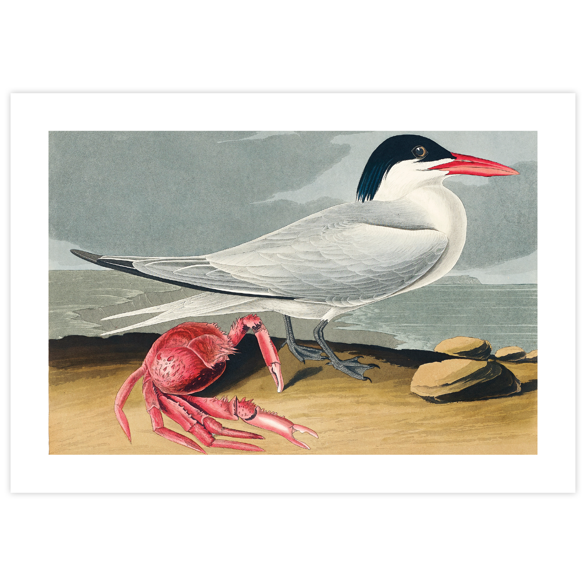 Cayenne Tern