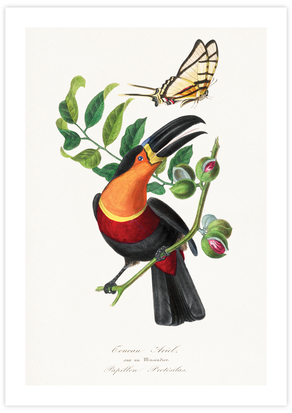 Channel Billed Toucan