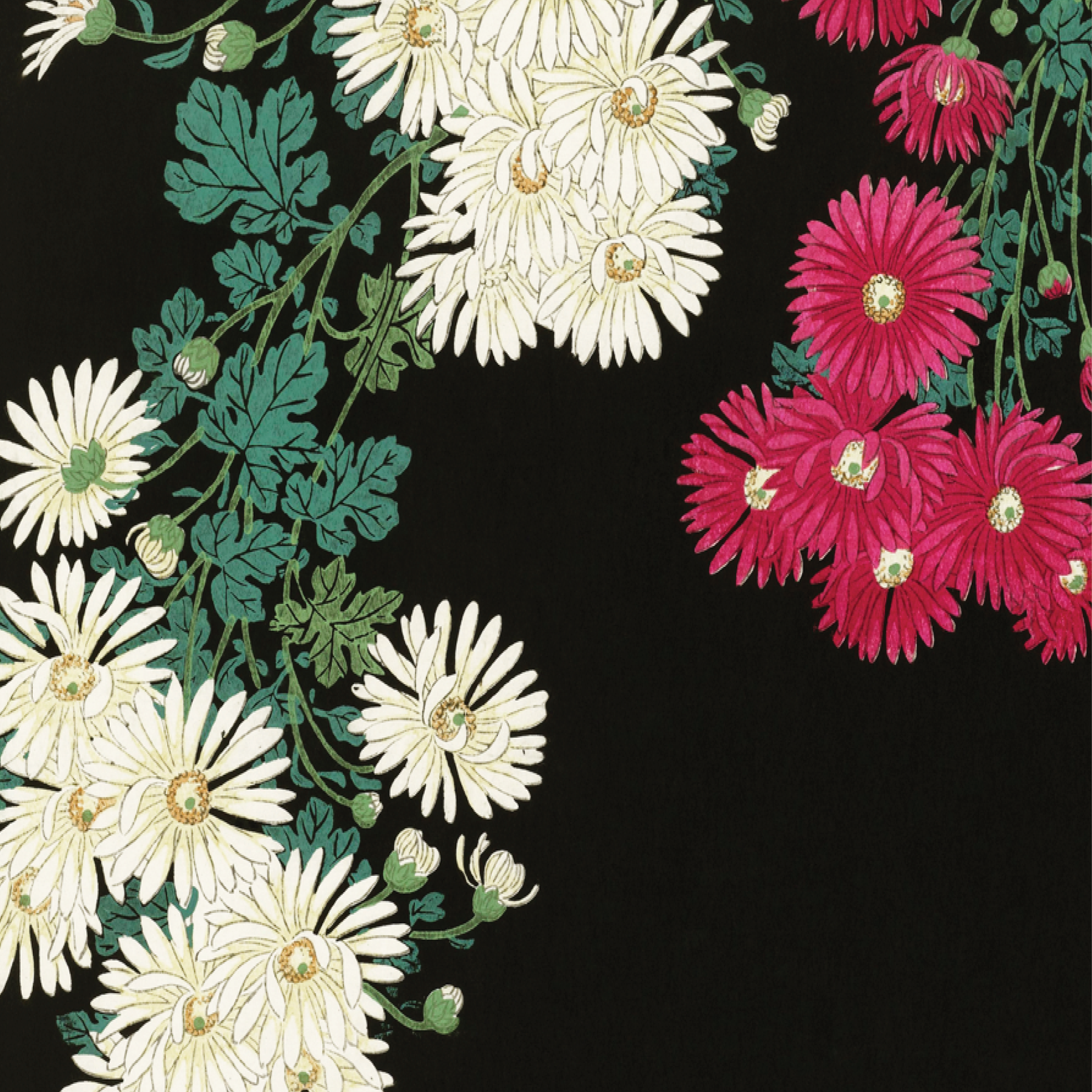 Chrysanthemums