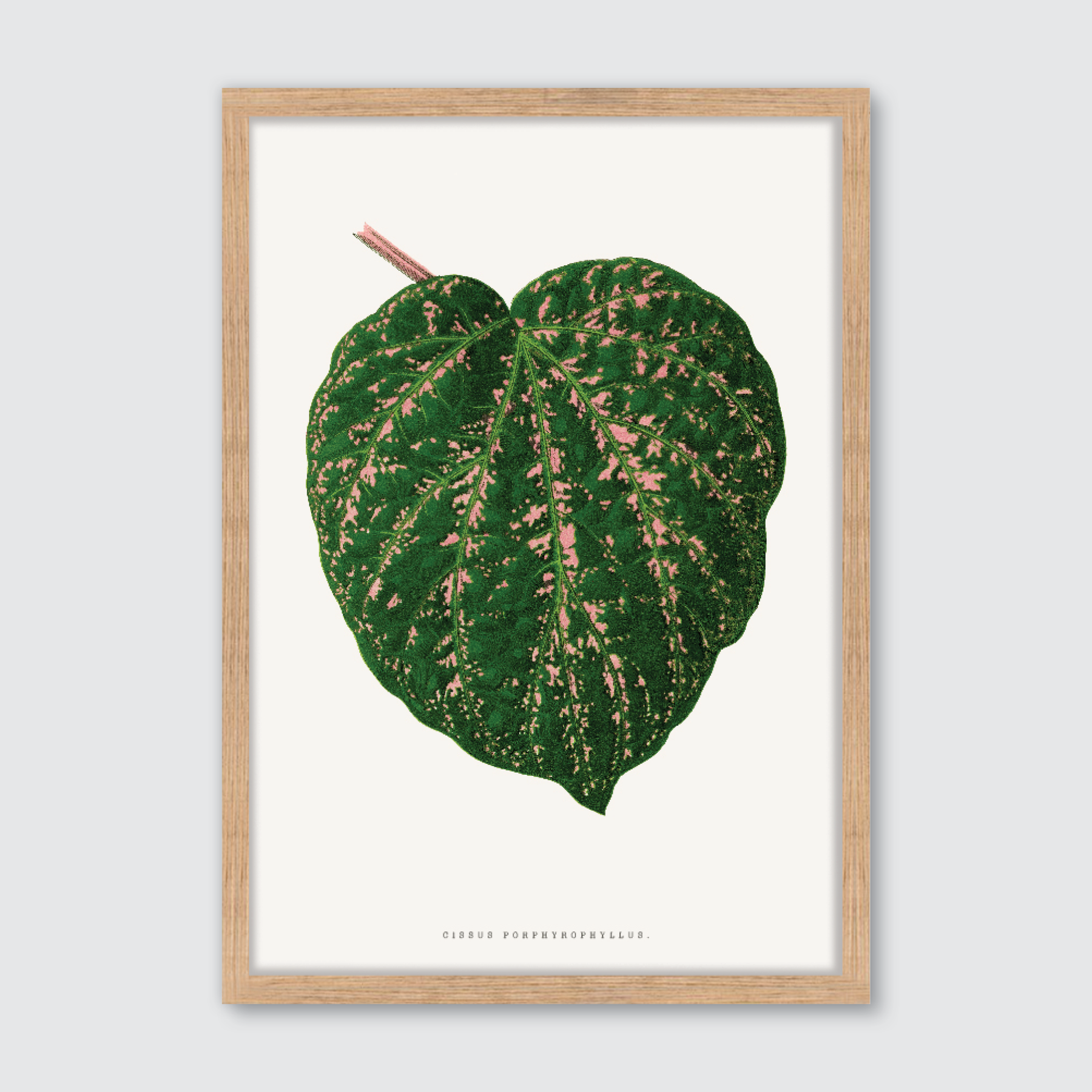 Cissus Porphyrophyllus