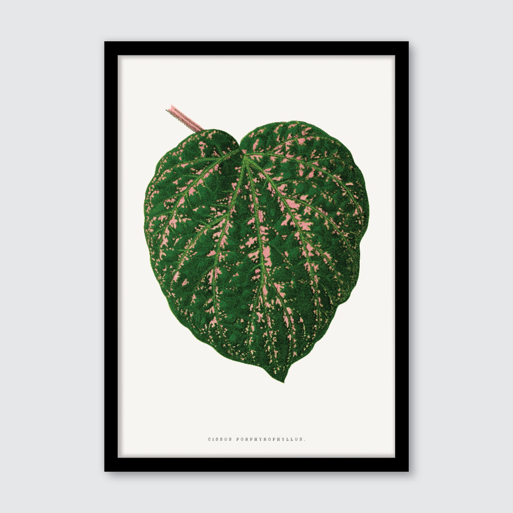 Cissus Porphyrophyllus