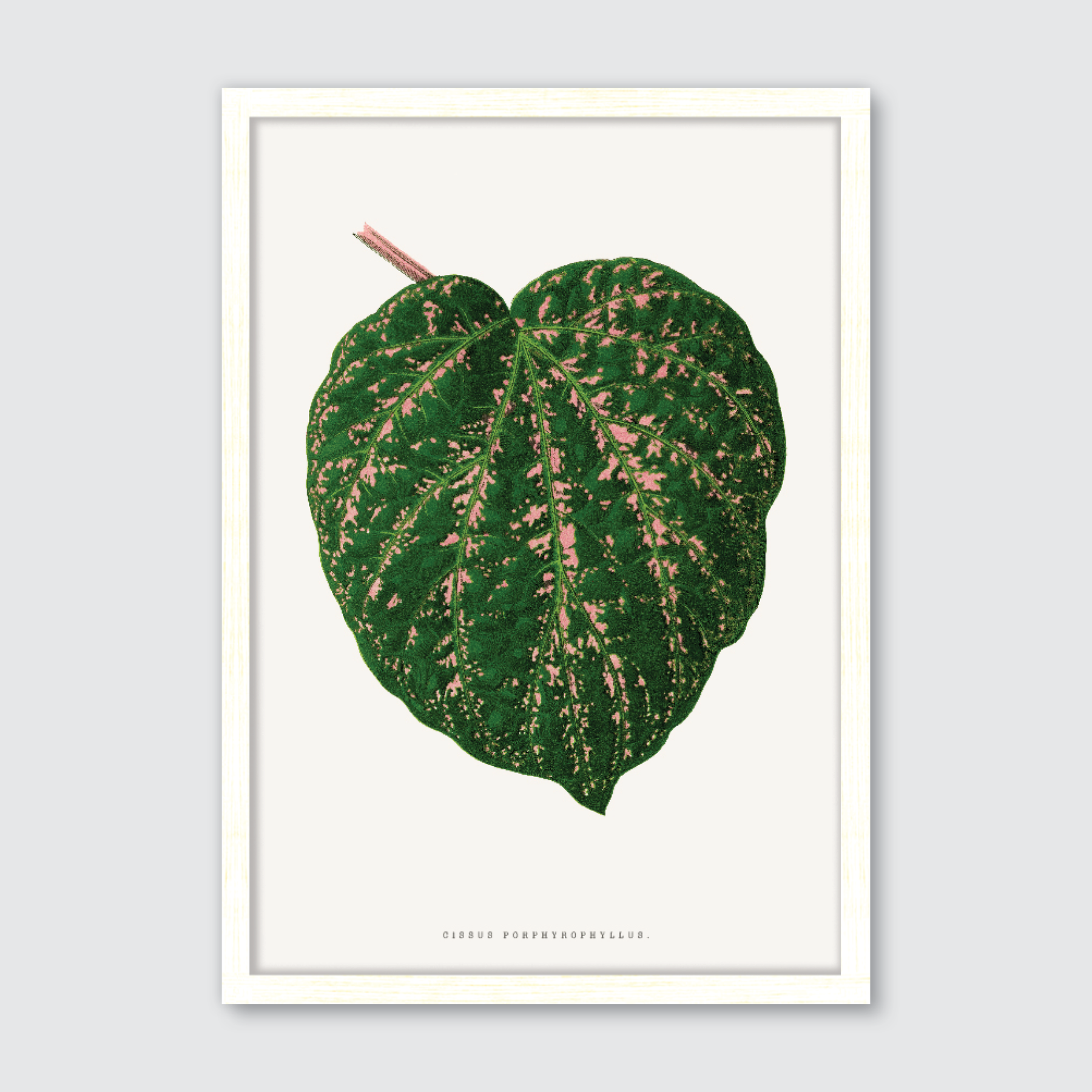 Cissus Porphyrophyllus