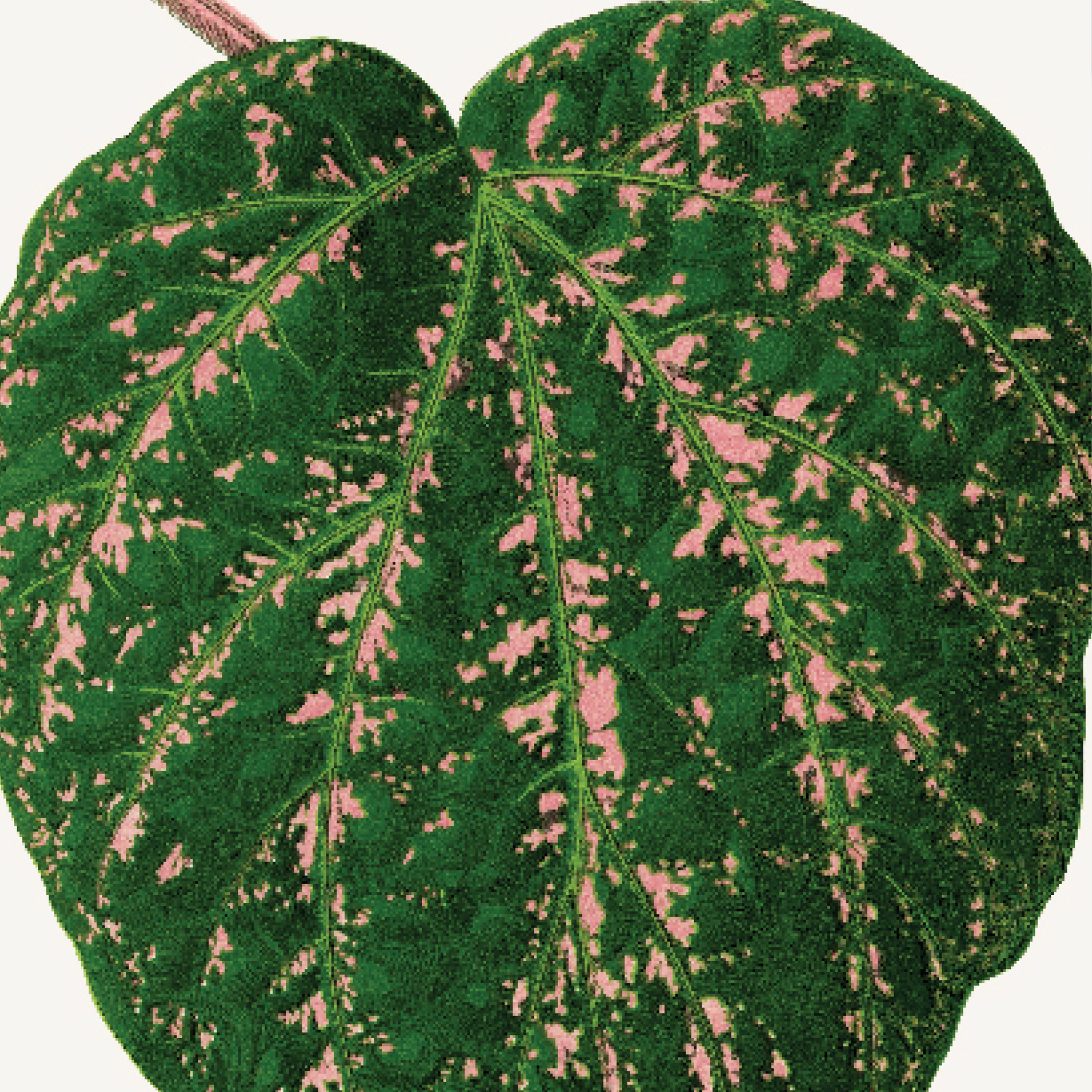 Cissus Porphyrophyllus