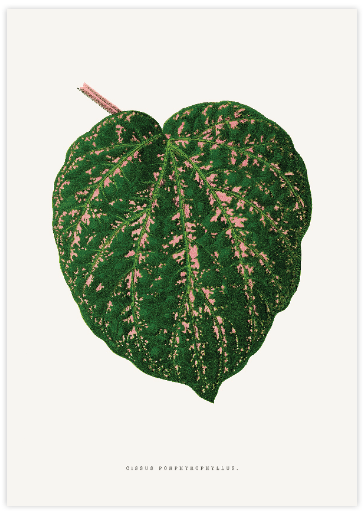 Cissus Porphyrophyllus